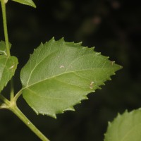 Wollastonia biflora (L.) DC.